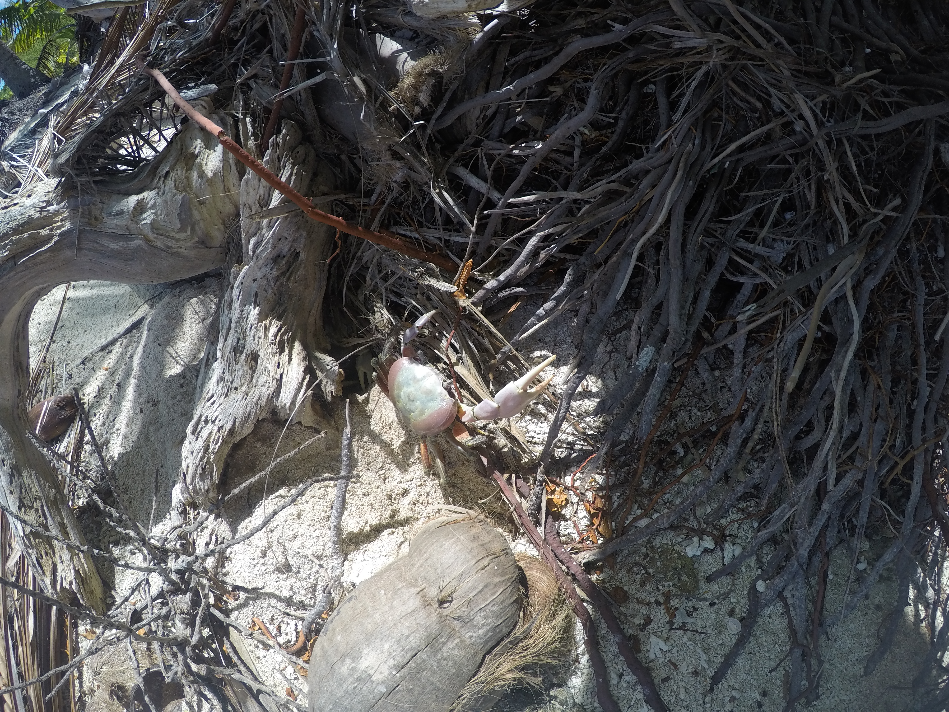 DCIM100GOPROGOPR0384.