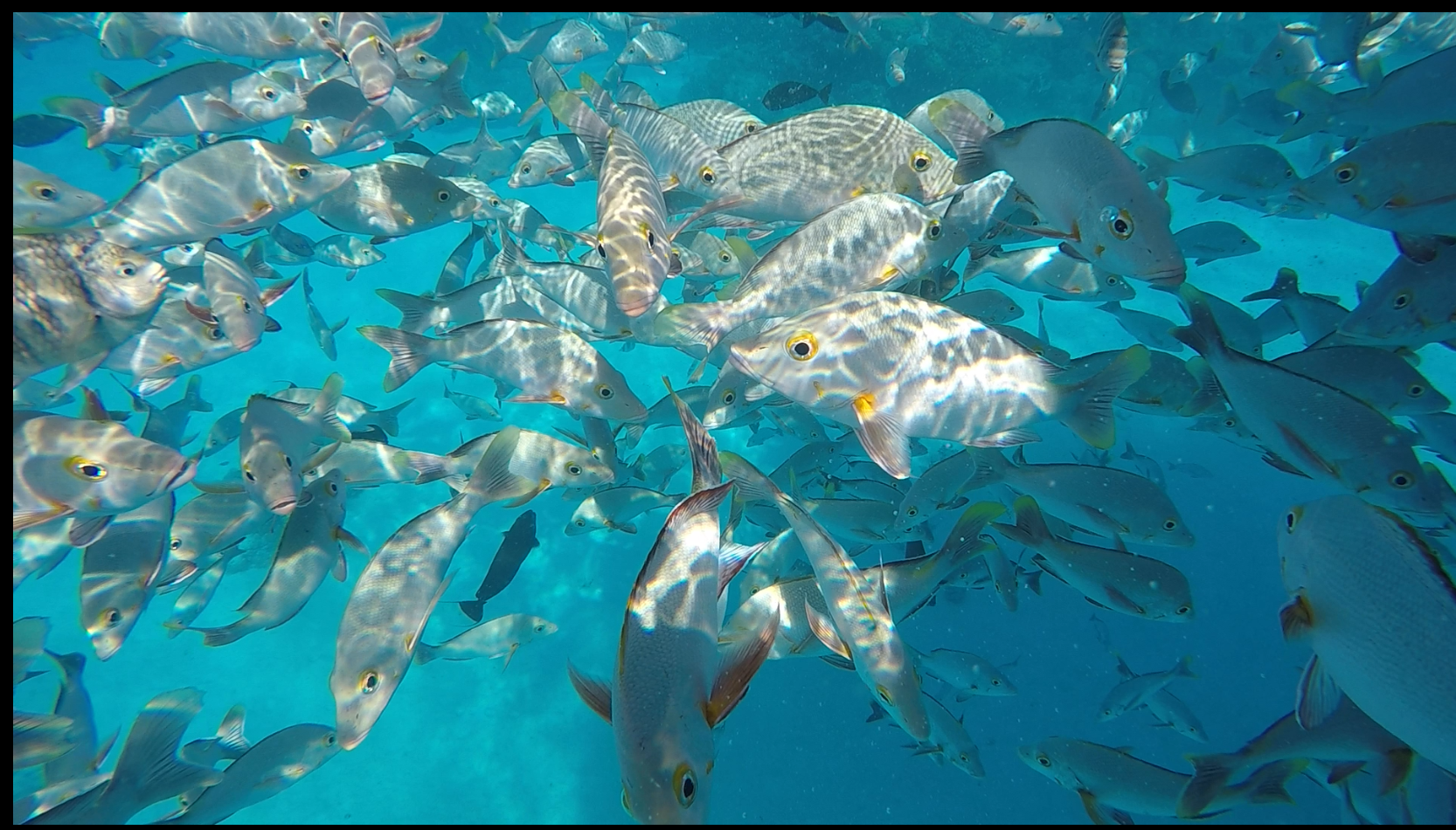 screen-shot-2016-12-15-at-6-20-24-pm