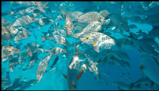 screen-shot-2016-12-15-at-6-20-24-pm